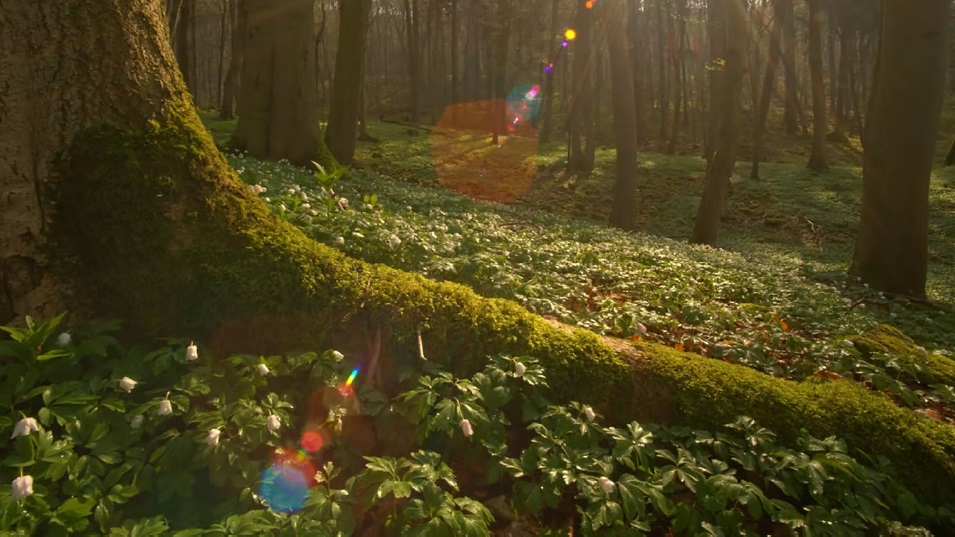 MOM6*: The Hidden Life of Trees + nabespreking over samentuinen voor en door de buurt