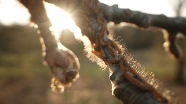 HotDoc: Gemeenschap van Leven