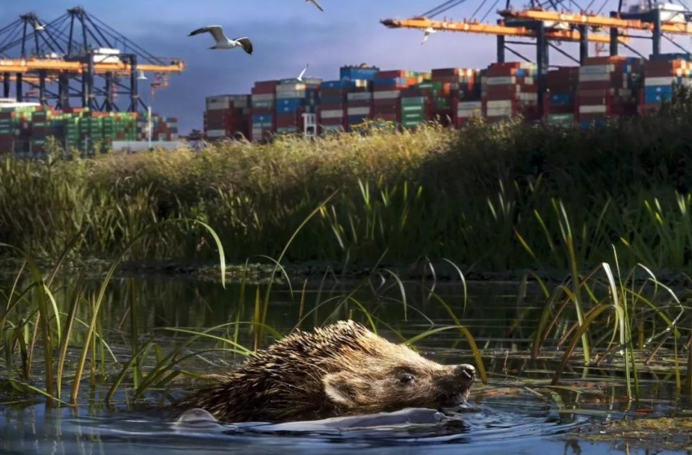 MOM9*: Wild Port of Europe + nabespreking natuur in de Antwerpse haven: het project 'De Antwerpse haven natuurlijker'